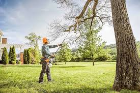 Tree Removal