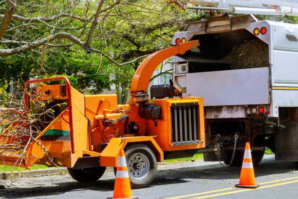 Professional Tree Removal in Mayfield, KY