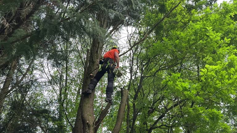 Mulching Services in Mayfield, KY